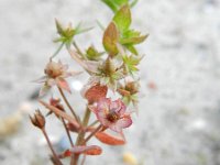 Anagallis arvensis ssp arvensis 31, Rood guichelheil, Saxifraga-Rutger Barendse