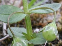 Anagallis arvensis ssp arvensis 32, Rood guichelheil, Saxifraga-Rutger Barendse