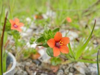 Anagallis arvensis ssp arvensis 33, Rood guichelheil, Saxifraga-Rutger Barendse