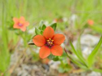 Anagallis arvensis ssp arvensis 34, Rood guichelheil, Saxifraga-Rutger Barendse