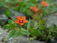 Anagallis arvensis ssp arvensis 35, Rood guichelheil, Saxifraga-Ed Stikvoort