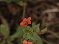 Anagallis arvensis ssp arvensis 39, Rood guichelheil, Saxifraga-Bas Klaver