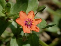 Anagallis arvensis ssp arvensis 4, Rood guichelheil, Saxifraga-Jan van der Straaten