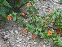 Anagallis arvensis ssp arvensis 40, Rood guichelheil, Saxifraga-Jelle van Dijk