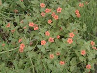 Anagallis arvensis ssp arvensis 41, Rood guichelheil, Saxifraga-Peter Meininger