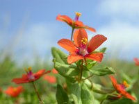 Anagallis arvensis ssp arvensis 43, Rood guichelheil, Saxifraga-Ed Stikvoort