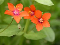 Anagallis arvensis ssp arvensis 44, Rood guichelheil, Saxifraga-Ed Stikvoort