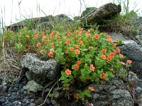 Anagallis arvensis ssp arvensis 45, Rood guichelheil, Saxifraga-Ed Stikvoort