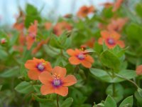 Anagallis arvensis ssp arvensis 46, Rood guichelheil, Saxifraga-Ed Stikvoort