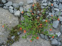 Anagallis arvensis ssp arvensis 47, Rood guichelheil, Saxifraga-Ed Stikvoort