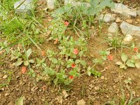 Anagallis arvensis ssp arvensis 48, Rood guichelheil, Saxifraga-Rutger Barendse