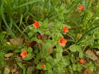 Anagallis arvensis ssp arvensis 49, Rood guichelheil, Saxifraga-Rutger Barendse