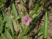 Anagallis arvensis ssp arvensis 5, Rood guichelheil, Saxifraga-Rutger Barendse