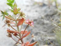 Anagallis arvensis ssp arvensis 50, Rood guichelheil, Saxifraga-Rutger Barendse