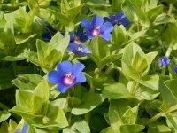 Anagallis arvensis ssp arvensis 51, Rood guichelheil, Saxifraga-Peter Meininger