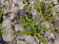 Anagallis arvensis ssp arvensis 52, Rood guichelheil, Saxifraga-Harry Jans