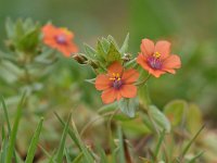 Anagallis arvensis ssp arvensis 53, Rood guichelheil, Saxifraga-Luuk Vermeer