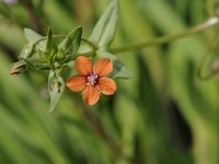 Anagallis arvensis ssp arvensis 54, Rood guichelheil, Saxifraga-Luuk Vermeer