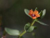 Anagallis arvensis ssp arvensis 55, Rood guichelheil, Saxifraga-Luuk Vermeer