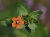 Anagallis arvensis ssp arvensis 56, Rood guichelheil, Saxifraga-Luuk Vermeer