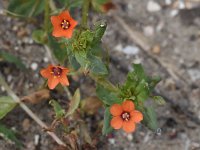 Anagallis arvensis ssp arvensis 57, Rood guichelheil, Saxifraga-Luuk Vermeer