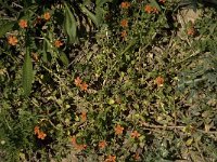 Anagallis arvensis ssp arvensis 7, Rood guichelheil, Saxifraga-Jan van der Straaten