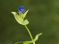 Anagallis arvensis ssp arvensis 9, Rood guichelheil, Saxifraga-Jan van der Straaten