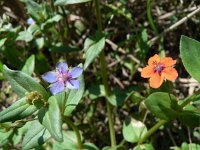 Anagallis arvensis ssp foemina 10, Blauw guichelheil, Saxifraga-Jan Willem Jongepier