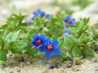 Anagallis arvensis ssp foemina 11, Blauw guichelheil, Saxifraga-Ed Stikvoort