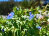 Anagallis arvensis ssp foemina 12, Blauw guichelheil, Saxifraga-Ed Stikvoort