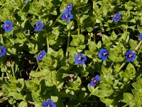 Anagallis arvensis ssp foemina 13, Blauw guichelheil, Saxifraga-Ed Stikvoort