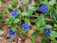 Anagallis arvensis ssp foemina 14, Blauw guichelheil, Saxifraga-Ed Stikvoort