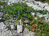 Anagallis arvensis ssp foemina 15, Blauw guichelheil, Saxifraga-Ed Stikvoort