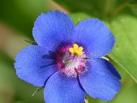 Anagallis arvensis ssp foemina 16, Blauw guichelheil, Saxifraga-Sonja Bouwman  825. Blauw guichelheil - Anagallis arvensis ssp. arvensis f. azurea - Primulaceae familie (i) Groningen