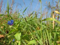 Anagallis arvensis ssp foemina 17, Blauw guichelheil, Saxifraga-Rutger Barendse