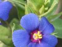 Anagallis arvensis ssp foemina 19, Blauw guichelheil, Saxifraga-Rutger Barendse