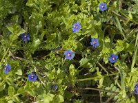 Anagallis arvensis ssp foemina 2, Blauw guichelheil, Saxifraga-Jan van der Straaten