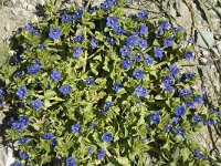 Anagallis arvensis ssp foemina 3, Blauw guichelheil, Saxifraga-Jan van der Straaten