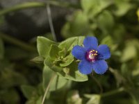 Anagallis arvensis ssp foemina 4, Blauw guichelheil, Saxifraga-Jan van der Straaten