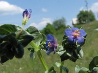 Anagallis arvensis ssp foemina 5, Blauw guichelheil, Saxifraga-Jasenka Topic