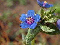 Anagallis arvensis ssp foemina 6, Blauw guichelheil, Saxifraga-Jan Willem Jongepier1