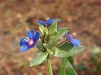 Anagallis arvensis ssp foemina 7, Blauw guichelheil, Saxifraga-Jan Willem Jongepier