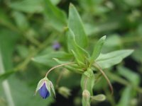 Anagallis arvensis ssp foemina 9, Blauw guichelheil, Saxifraga-Rutger Barendse