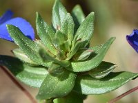 Anagallis monelli 40, Saxifraga-Sonja Bouwman  Flaxleaf pimpernel - Anagallis monelli - Primulaceae familie