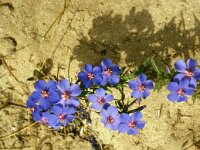 Anagallis monelli 42, Saxifraga-Jan van der Straaten
