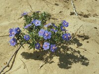 Anagallis monelli 44, Saxifraga-Jan van der Straaten