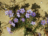 Anagallis monelli 46, Saxifraga-Jan van der Straaten