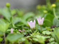 Anagallis tenella 50, Teer guichelheil, Saxifraga-Luuk Vermeer