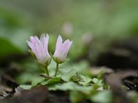 Anagallis tenella 52, Teer guichelheil, Saxifraga-Luuk Vermeer