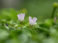 Anagallis tenella 55, Teer guichelheil, Saxifraga-Luuk Vermeer